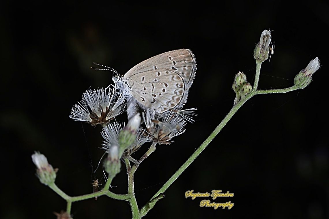 Lesser Grass Blue, Zizina otis annetta.  Fall,Geotagged,Indonesia,Lesser grass blue,Zizina otis