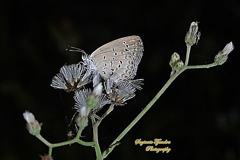 Lesser Grass Blue, Zizina otis annetta.  Fall,Geotagged,Indonesia,Lesser grass blue,Zizina otis