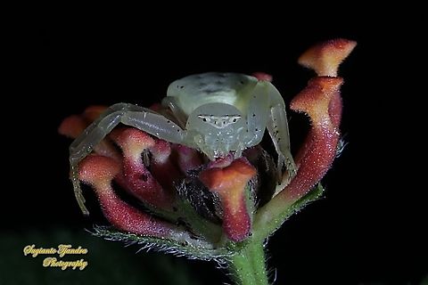White Crab Spider, Thomisidae sp  Fall,Geotagged,Indonesia