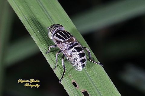 Big headed hoverfly, Eristalinus megacephalus  Eristalinus megacephalus,Fall,Geotagged,Indonesia