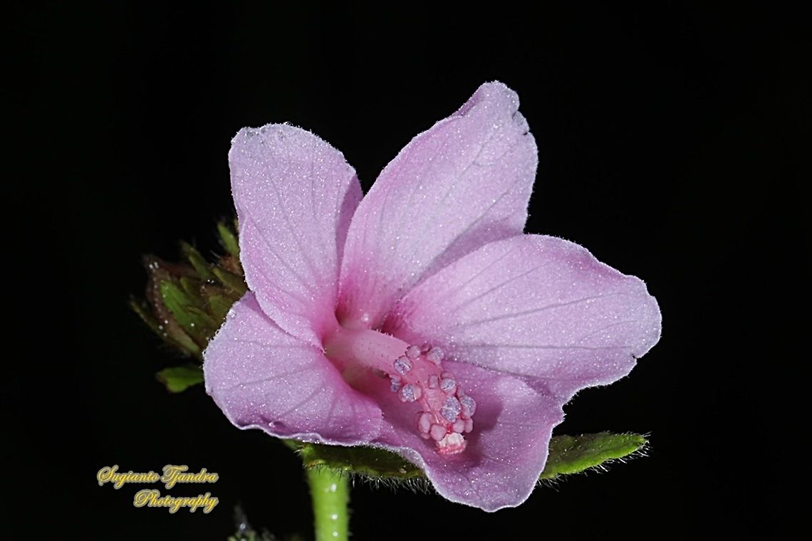 Caesar weed flower, Urena lobata  Caesarweed,Fall,Geotagged,Indonesia,Urena lobata
