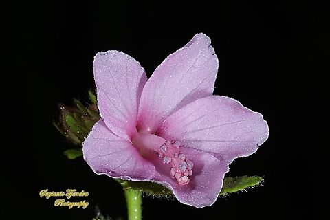 Caesar weed flower, Urena lobata  Caesarweed,Fall,Geotagged,Indonesia,Urena lobata
