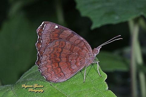 The angled castor, Ariadne ariadne ariadne, family Nymphalidae - lowerside  Angled Castor,Ariadne ariadne,Fall,Geotagged,Indonesia