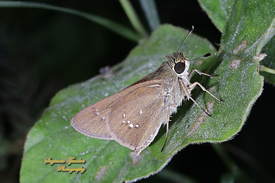 Skipper Butterfly, the Lesser Long-spot Flitter, Isma bononia bononia  Fall,Geotagged,Indonesia,Isma bononia