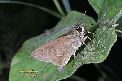 Skipper Butterfly, the Lesser Long-spot Flitter, Isma bononia bononia  Fall,Geotagged,Indonesia,Isma bononia