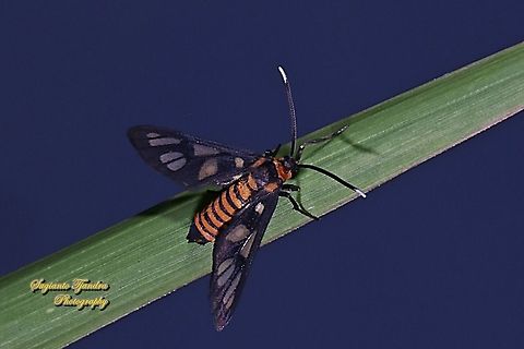 Orange spotted Tiger Moth - Amata huebneri (Huebner's Wasp Moth)  Amata huebneri,Fall,Geotagged,Hübner's Wasp Moth,Indonesia