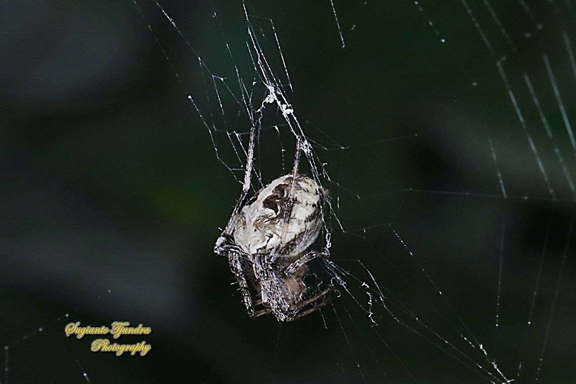 Orb-weaver spider, Eriovixia excelsa, family Araneidae  Eriovixia excelsa,Fall,Geotagged,Hump Back Araneid Spider,Indonesia