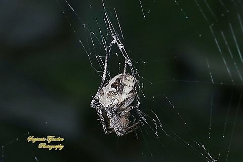 Orb-weaver spider, Eriovixia excelsa, family Araneidae  Eriovixia excelsa,Fall,Geotagged,Hump Back Araneid Spider,Indonesia