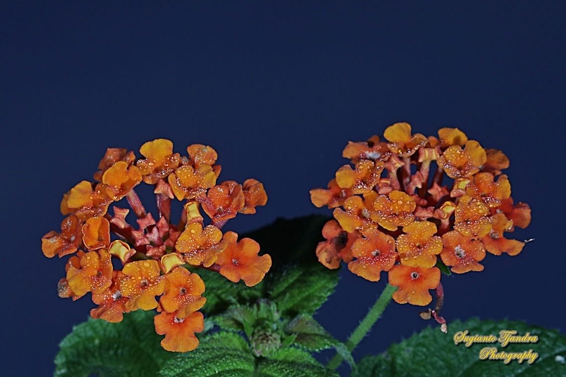 West Indian Lantana, Lantana Camara, Verbenaceae  Common Lantana,Fall,Geotagged,Indonesia,Lantana camara