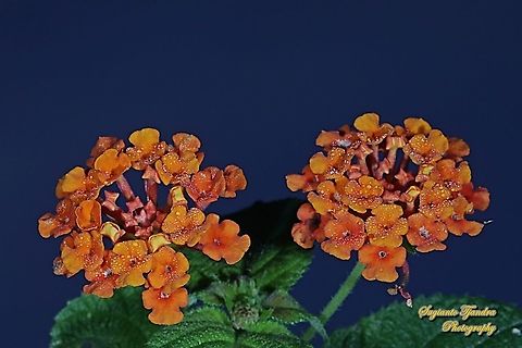 West Indian Lantana, Lantana Camara, Verbenaceae  Common Lantana,Fall,Geotagged,Indonesia,Lantana camara