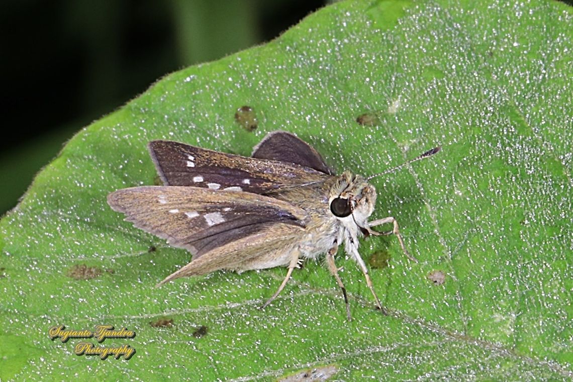 Skipper Butterfly, the Lesser Long-spot Flitter, Isma bononia bononia  Fall,Geotagged,Indonesia,Isma bononia
