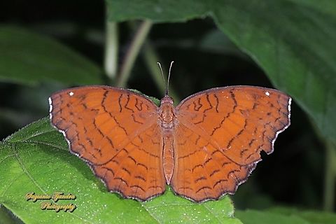 The angled castor, Ariadne ariadne ariadne, family Nymphalidae - upperside  Angled Castor,Ariadne ariadne,Fall,Geotagged,Indonesia
