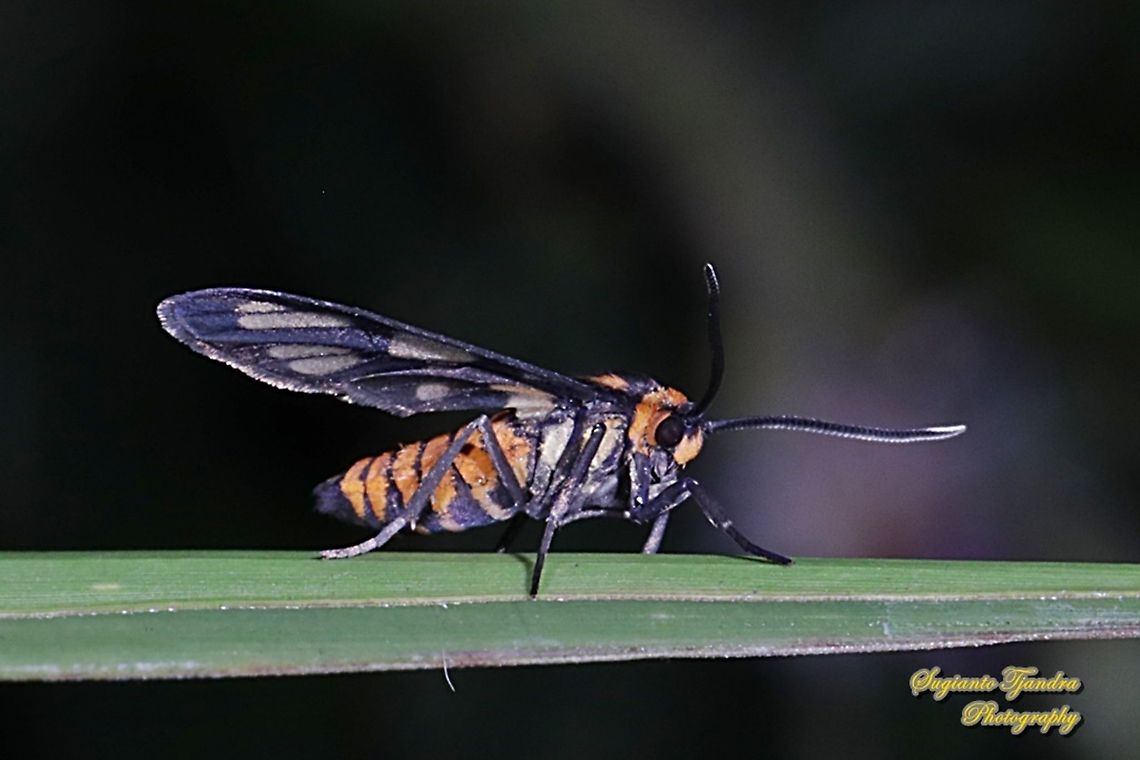 Orange spotted Tiger Moth - Amata huebneri (Huebner's Wasp Moth)  Amata huebneri,Fall,Geotagged,Hübner's Wasp Moth,Indonesia