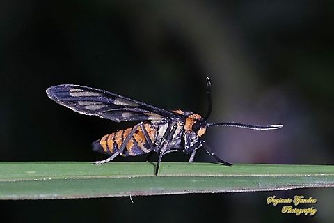Orange spotted Tiger Moth - Amata huebneri (Huebner's Wasp Moth)  Amata huebneri,Fall,Geotagged,Hübner's Wasp Moth,Indonesia