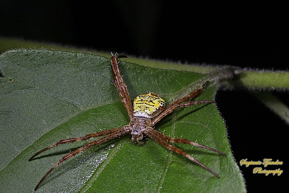 Orb-weaving spider, Argiope appensa,  family Araneidae  Argiope appensa,Fall,Geotagged,Indonesia