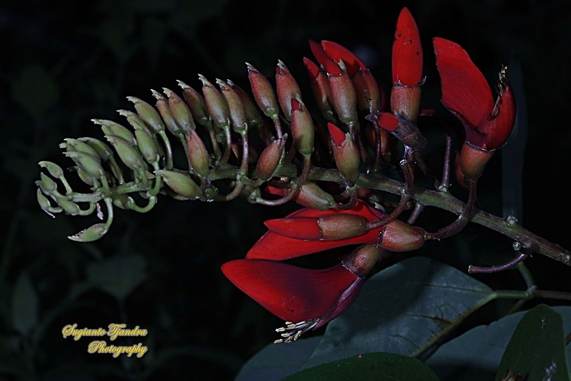 Tiger's claw, Erythrina variegata, family Fabaceae  Erythrina variegata,Fall,Geotagged,Indonesia,Tigers claw