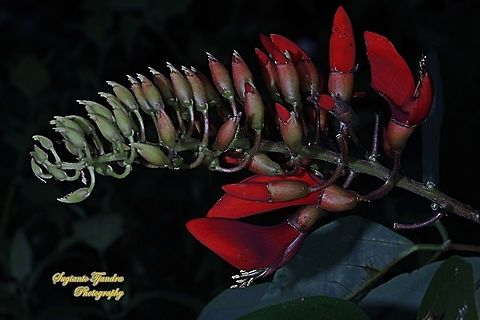 Tiger's claw, Erythrina variegata, family Fabaceae  Erythrina variegata,Fall,Geotagged,Indonesia,Tigers claw