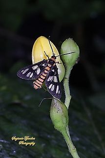 Orange spotted Tiger Moth - Amata huebneri (Huebner's Wasp Moth) "sucking nectar on the unknown flower"  Amata huebneri,Fall,Geotagged,Hübner's Wasp Moth,Indonesia