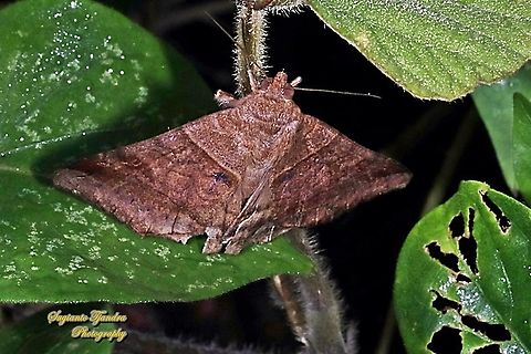 The brown-striped semilooper moth, Mocis undata,  family Erebidae  Brown-striped semilooper,Fall,Geotagged,Indonesia,Mocis undata