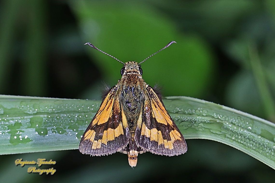 Skipper Butterly, Besta Palm Dart, Telicota Besta  Fall,Geotagged,Indonesia,Telicota besta