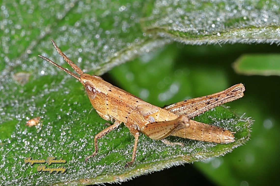 Phlaeoba Grasshopper nymph, Phlaeoba Sp., family Acrididae  Fall,Geotagged,Indonesia