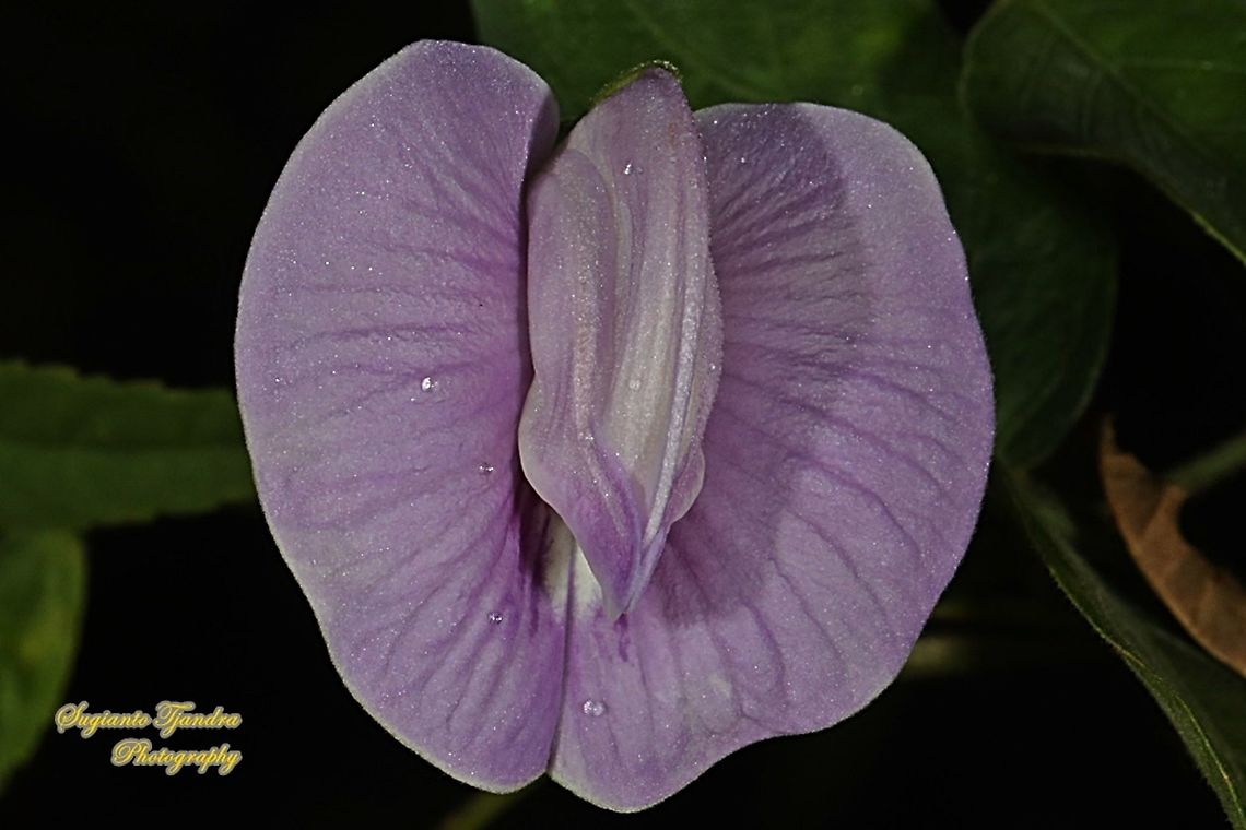 Butterfly pea flower, Centrosema pubescens  Centro,Centrosema pubescens,Fall,Geotagged,Indonesia