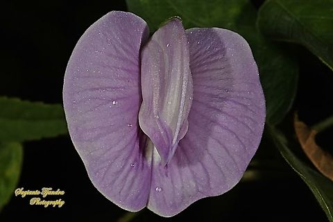 Butterfly pea flower, Centrosema pubescens  Centro,Centrosema pubescens,Fall,Geotagged,Indonesia