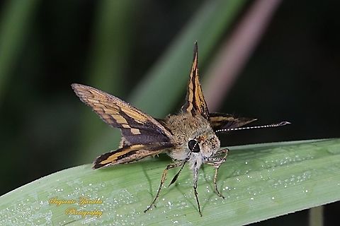 Skipper Butterly, Besta Palm Dart, Telicota Besta  Fall,Geotagged,Indonesia,Telicota besta