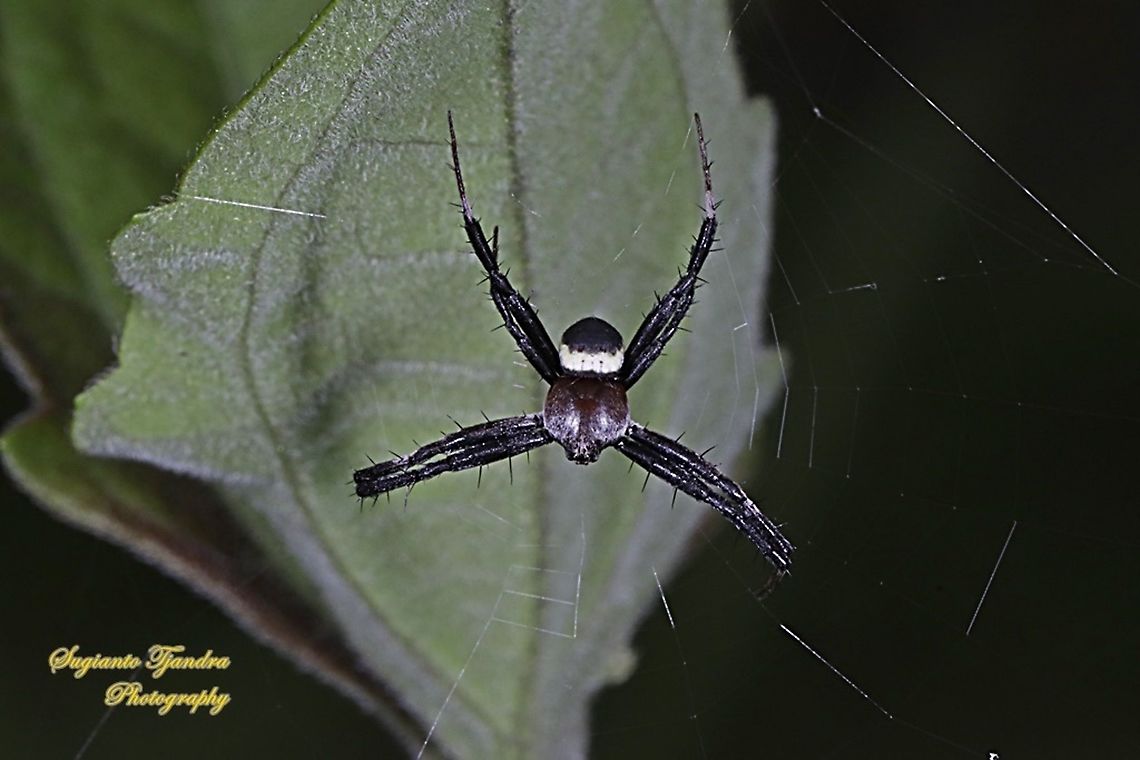 Orb-weaver, Argiope, family Araneidae  Fall,Geotagged,Indonesia