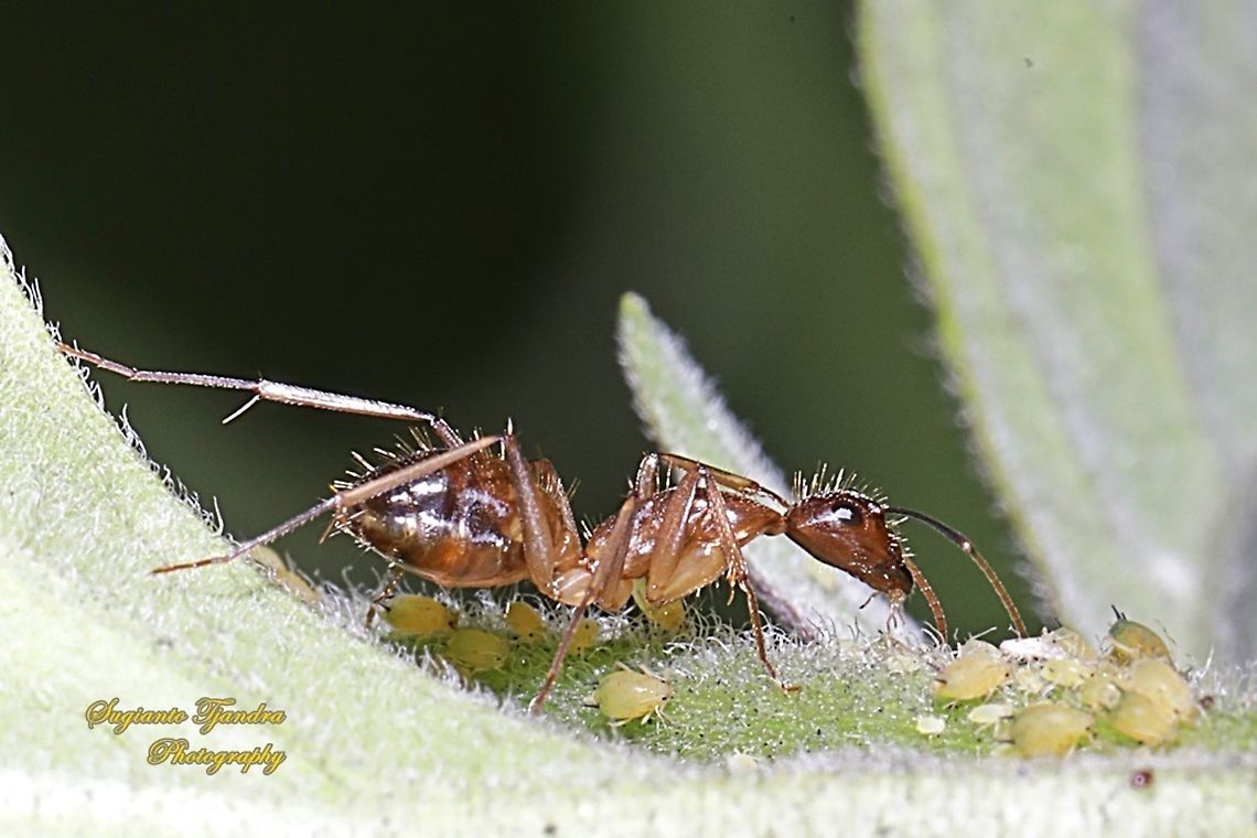Carpenter ants (Camponotus spp.) feeding unknown small bugs  Fall,Geotagged,Indonesia