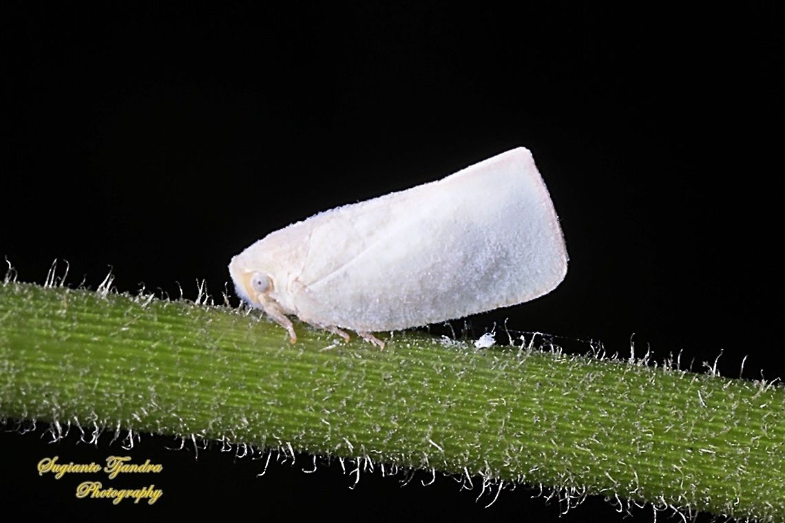 Flatid planthopper, Flatidae  Fall,Geotagged,Indonesia