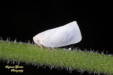 Flatid planthopper, Flatidae  Fall,Geotagged,Indonesia