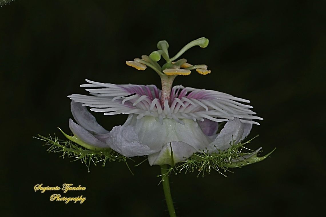 Bunga Rambusa/Ceplukan blungsun/Stinking passionflower (Passiflora foetida)  Passiflora foetida,Stinking Passionflower