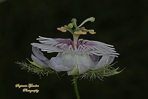 Bunga Rambusa/Ceplukan blungsun/Stinking passionflower (Passiflora foetida)  Passiflora foetida,Stinking Passionflower