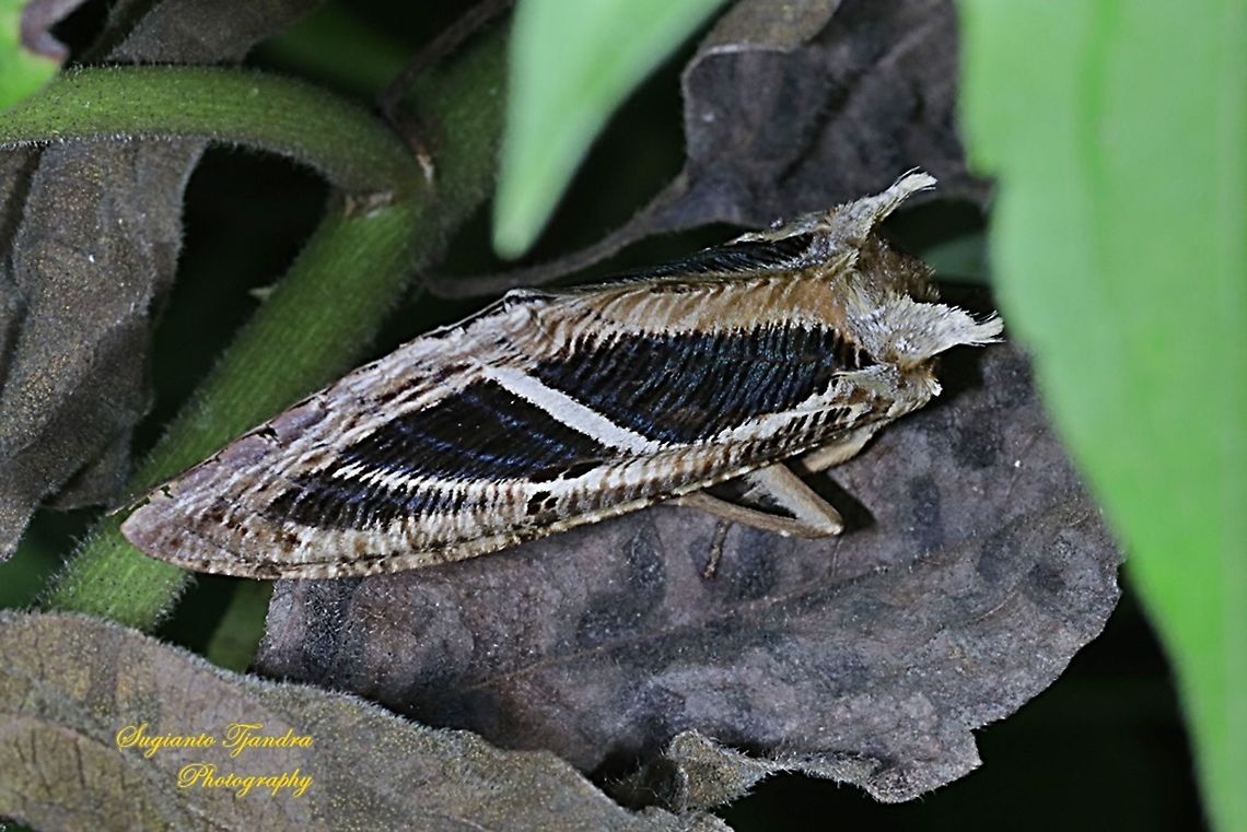 Eudocima moth, Eudicima materna, family Erebidae  Dot-underwing,Eudocima materna,Fall,Geotagged,Indonesia