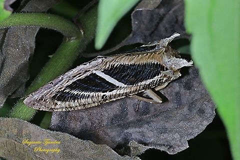 Eudocima moth, Eudicima materna, family Erebidae  Dot-underwing,Eudocima materna,Fall,Geotagged,Indonesia