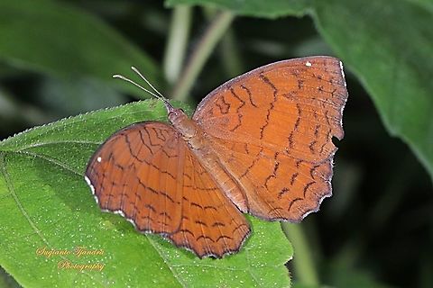 The angled castor, Ariadne ariadne ariadne, family Nymphalidae - upperside  Angled Castor,Ariadne ariadne,Fall,Geotagged,Indonesia