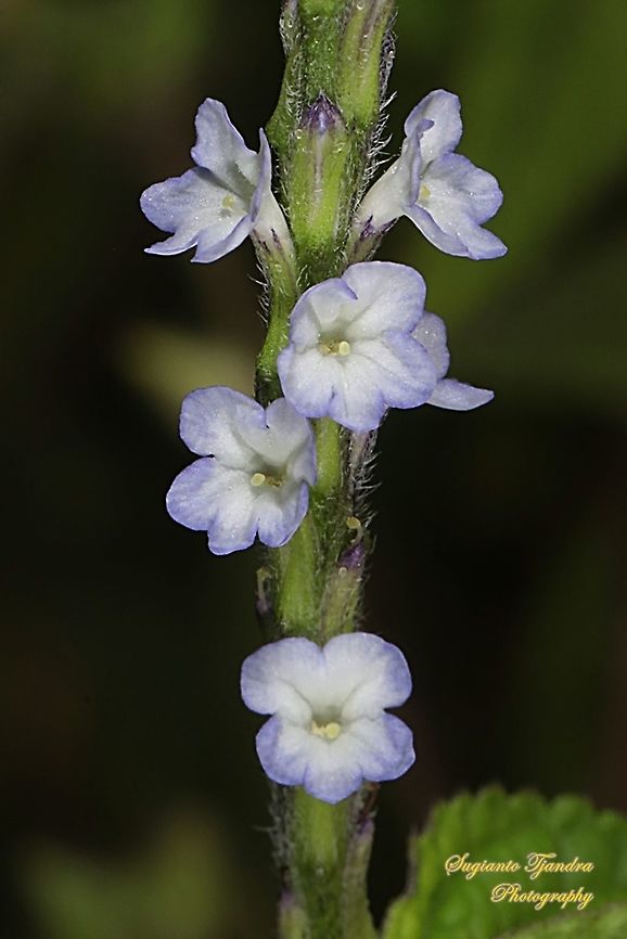 Bunga Pecut Kuda/Light-blue snakeweed flower, Stachytarpheta jamaicensis  Blue porterweed,Fall,Geotagged,Indonesia,Stachytarpheta jamaicensis