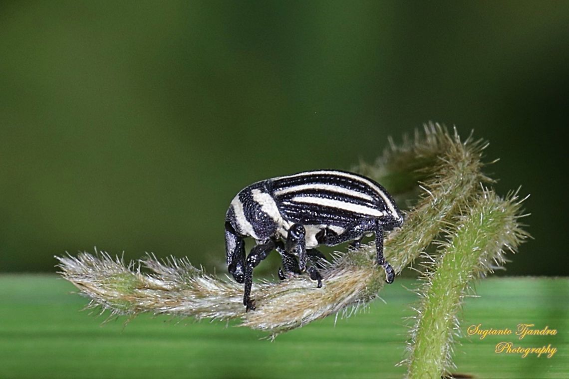 Striped bean weevil, family Curculionidae  Fall,Geotagged,Indonesia