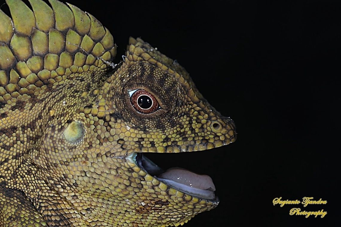 Tropical forest dragon, Gonocephalus chamaeleontinus, family Agamidae  Fall,Geotagged,Gonocephalus chamaeleontinus,Indonesia,Javan Humphead Lizard