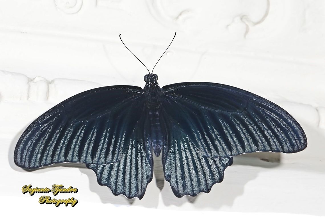 Great Mormon Butterfly, Papilio Memnon Memnon - Male  Fall,Geotagged,Great Mormon,Indonesia,Papilio memnon