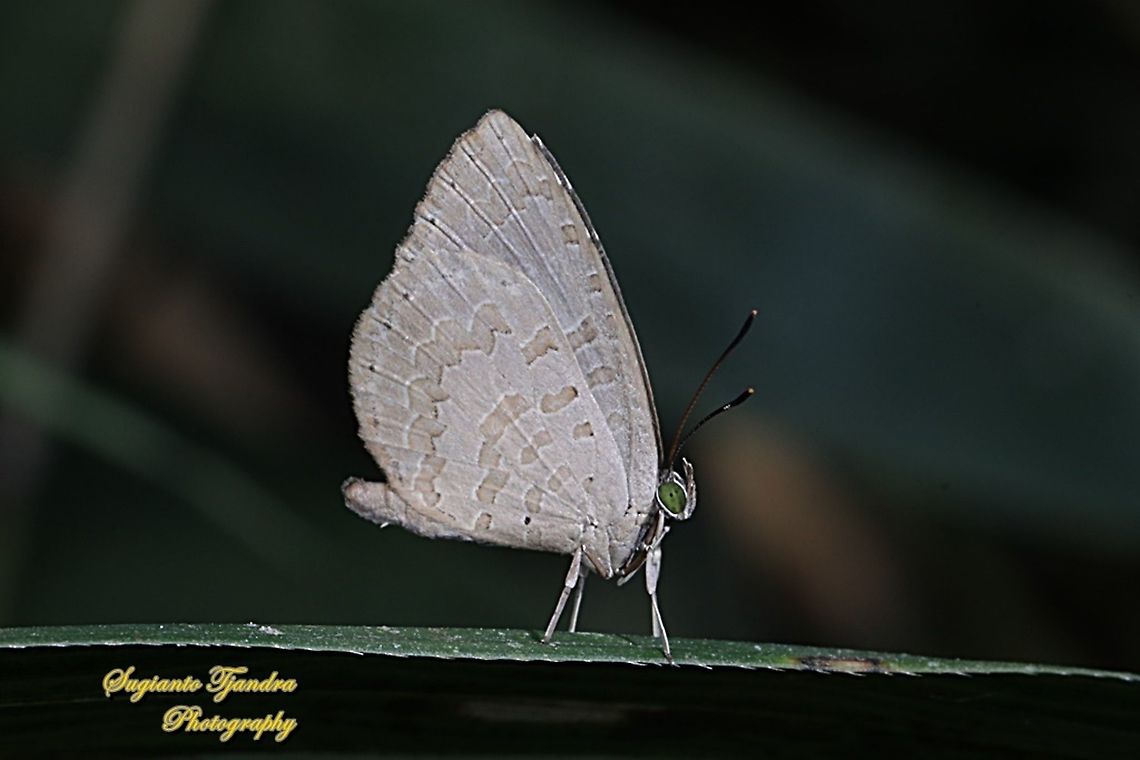 Miletus gopara gopara, family Lycaenidae  Fall,Geotagged,Indonesia,Miletus gopara