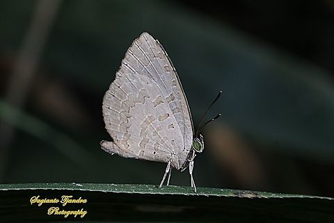 Miletus gopara gopara, family Lycaenidae  Fall,Geotagged,Indonesia,Miletus gopara