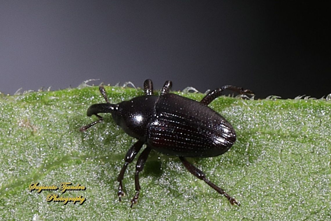 Black Weevil, Curculionoidea  Fall,Geotagged,Indonesia