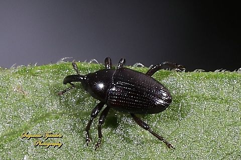 Black Weevil, Curculionoidea  Fall,Geotagged,Indonesia