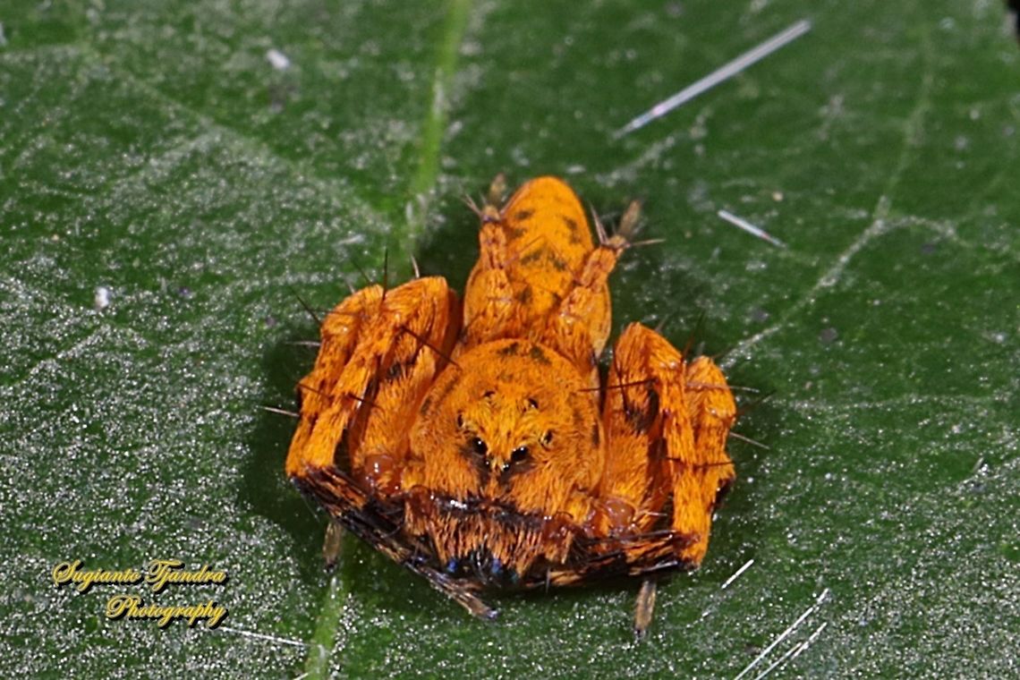 Asian Lynx Spider (Hamadruas sp., Oxyopidae)  Fall,Geotagged,Indonesia