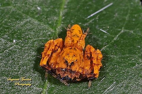 Asian Lynx Spider (Hamadruas sp., Oxyopidae)  Fall,Geotagged,Indonesia