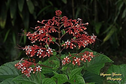 Pagoda flower, Clerodendrum paniculatum  Clerodendrum paniculatum,Fall,Geotagged,Indonesia,Pagoda Flower