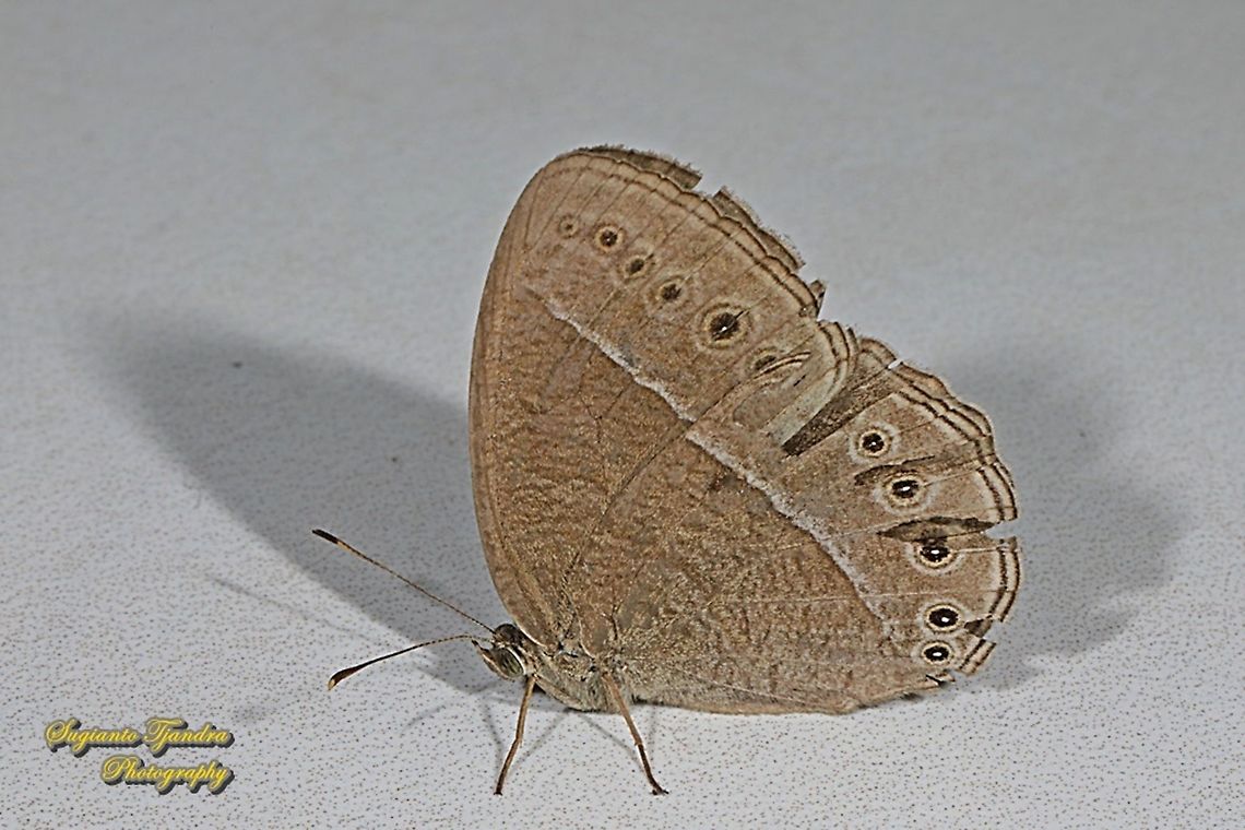 Common bush brown, Telinga janardana janardana (previously is under Mycalesis)  Fall,Geotagged,Indonesia