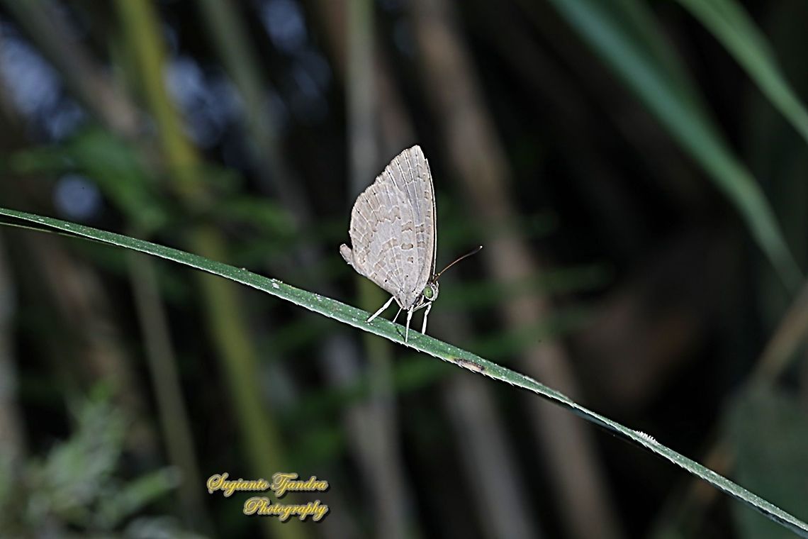 Miletus gopara gopara, family Lycaenidae  Fall,Geotagged,Indonesia,Miletus gopara
